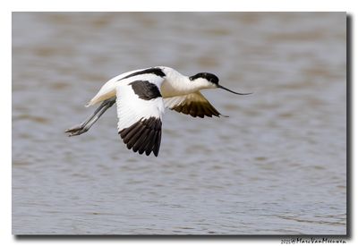 Kluut- Pied Avocet