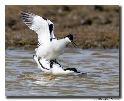 Kluut- Pied Avocet