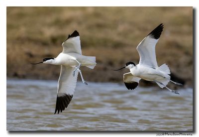 Kluut- Pied Avocet