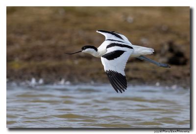 Kluut- Pied Avocet