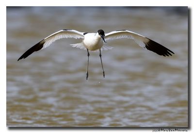 Kluut- Pied Avocet
