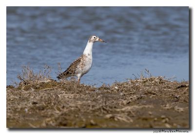Kluut- Pied Avocet