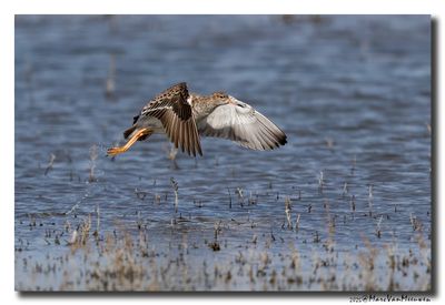 Kluut- Pied Avocet