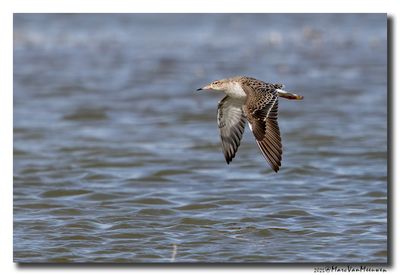 Kluut- Pied Avocet
