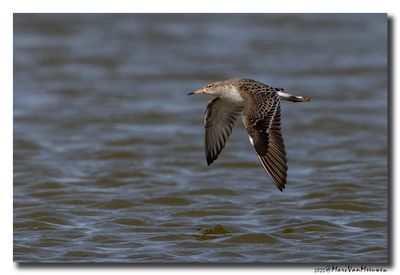 Kluut- Pied Avocet