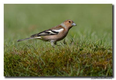 Vink - Chaffinch