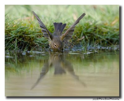 Tjiftjaf - Common Chiffchaff