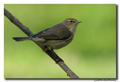 Tjiftjaf - Common Chiffchaff