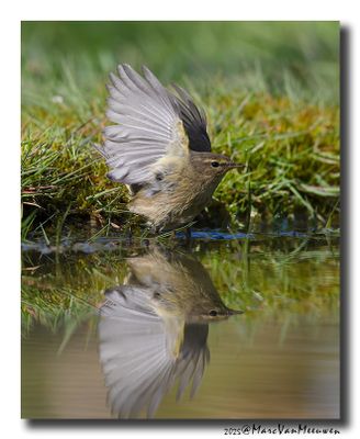 Tjiftjaf - Common Chiffchaff