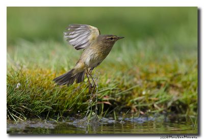 Tjiftjaf - Common Chiffchaff