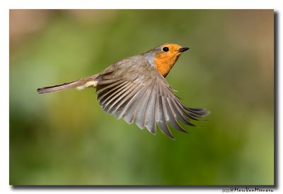 Roodborst - Robin