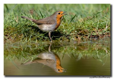 Roodborst - Robin