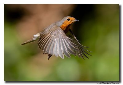 Roodborst - Robin