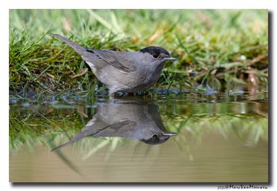 Zwartkop - Blackcap