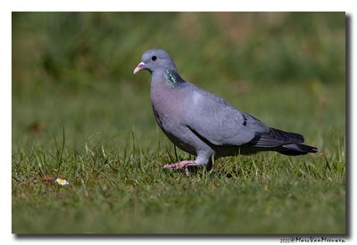 Holenduif - Stock Dove