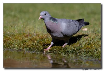 Holenduif - Stock Dove
