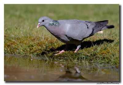 Holenduif - Stock Dove