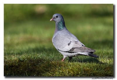 Holenduif - Stock Dove