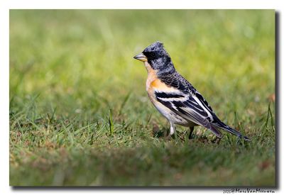 Keep - Brambling