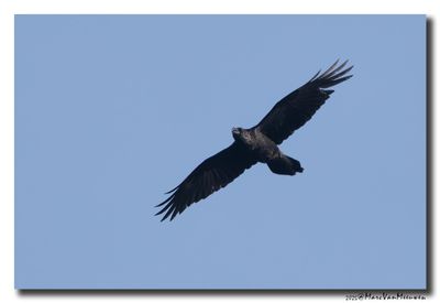 Raaf - Raven