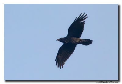 Raaf - Raven