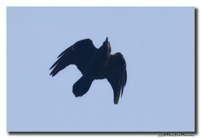 Raaf - Raven