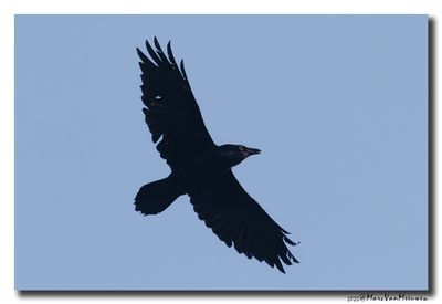 Raaf - Raven
