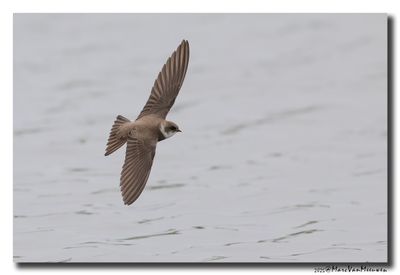 Oeverzwaluw - Sand Martin