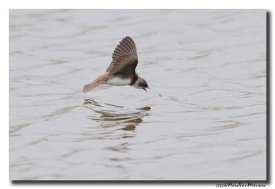 Oeverzwaluw - Sand Martin