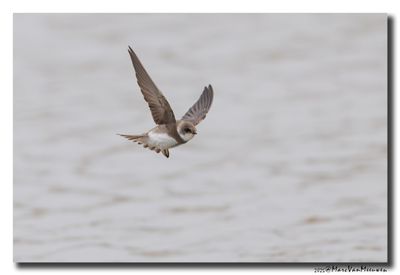 Oeverzwaluw - Sand Martin