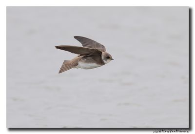 Oeverzwaluw - Sand Martin