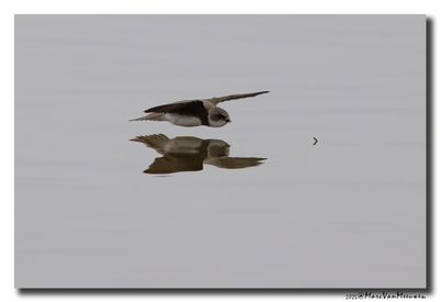 Oeverzwaluw - Sand Martin