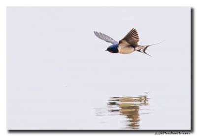 Boerenzwaluw_25042025_Tienen_Q9A3270-075-Hersteld.jpg