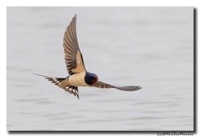 Boerenzwaluw - Barn Swallow
