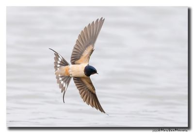 Boerenzwaluw - Barn Swallow
