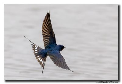 Boerenzwaluw - Barn Swallow