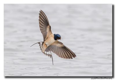 Boerenzwaluw - Barn Swallow