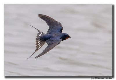 Boerenzwaluw - Barn Swallow