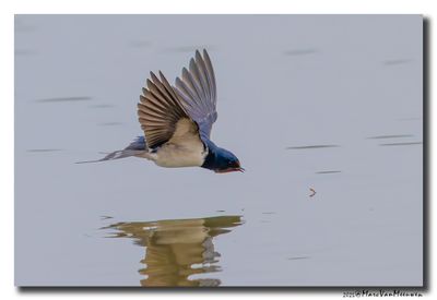 Boerenzwaluw - Barn Swallow