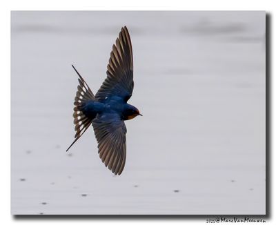 Boerenzwaluw - Barn Swallow 