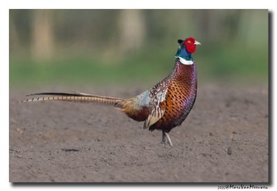 Fazant - Pheasant