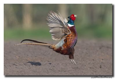 Fazant - Pheasant