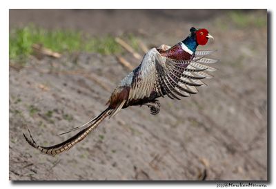 Fazant - Pheasant