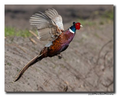 Fazant - Pheasant
