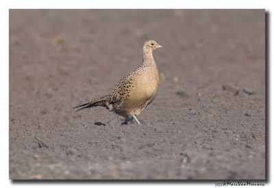 Fazant - Pheasant