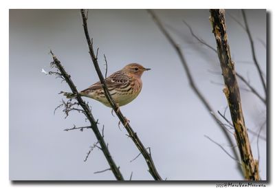 Roodkeelpieper-Red-throated Pipit