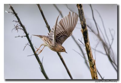 Roodkeelpieper-Red-throated Pipit