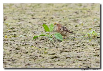 Roodkeelpieper-Red-throated Pipit