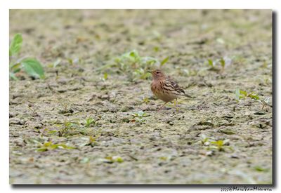 Roodkeelpieper-Red-throated Pipit