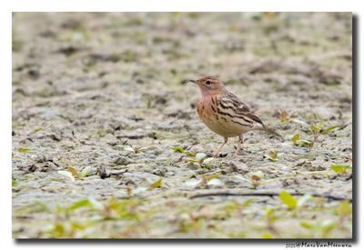 Roodkeelpieper-Red-throated Pipit